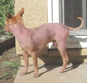Photo of Canine Mange Photo of Canine Mange