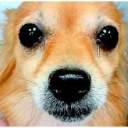 Medium Muzzle Dog Picture canine teeth