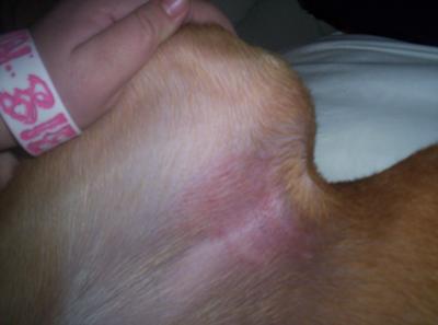 Pictures of rash and the cream we use that was perscribed by vet to give her.