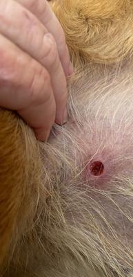 Site of abscess or a sebaceous cyst