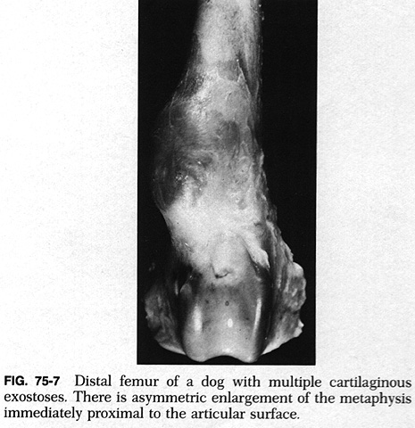 Canine Benign Bone Tumor