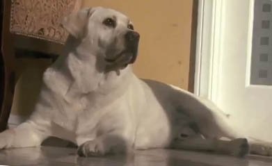 Labrador Retriever 30% Overweight