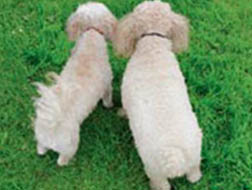 Overweight Dog - Comparison to Normal Weight Overweight Dog - Comparison to Normal Weight