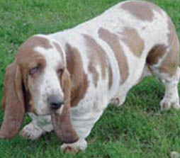 Overweight Dog Risks - Diabetes Mellitus Overweight Dog Risks - Diabetes Mellitus