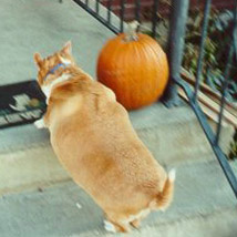 Overweight Dog Overweight Dog