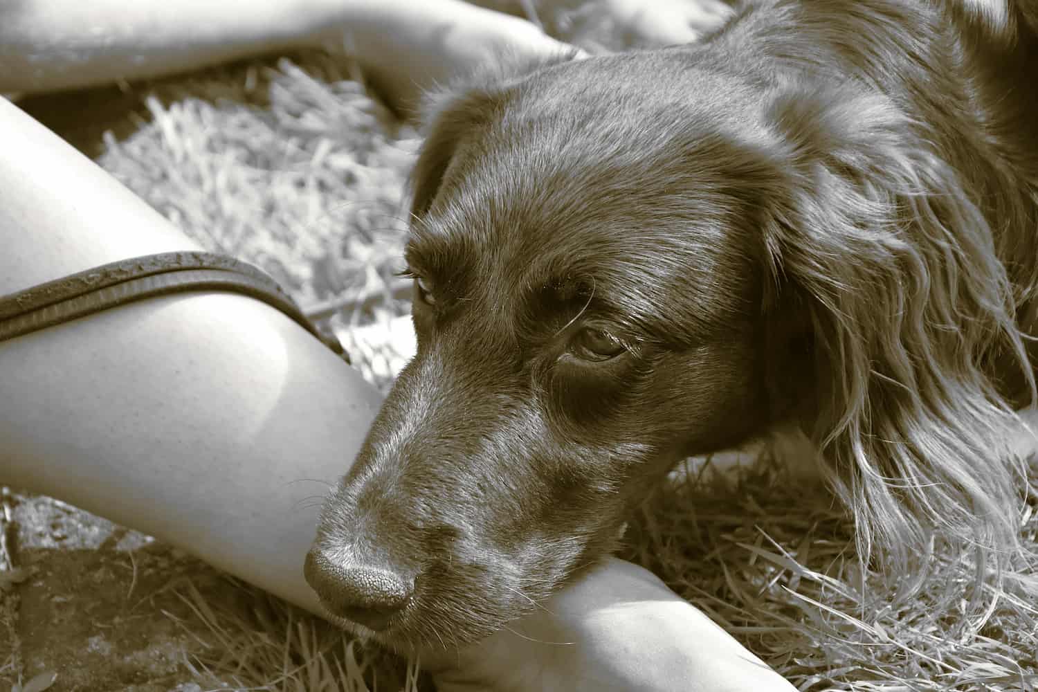 dog not feeling well dog not feeling well