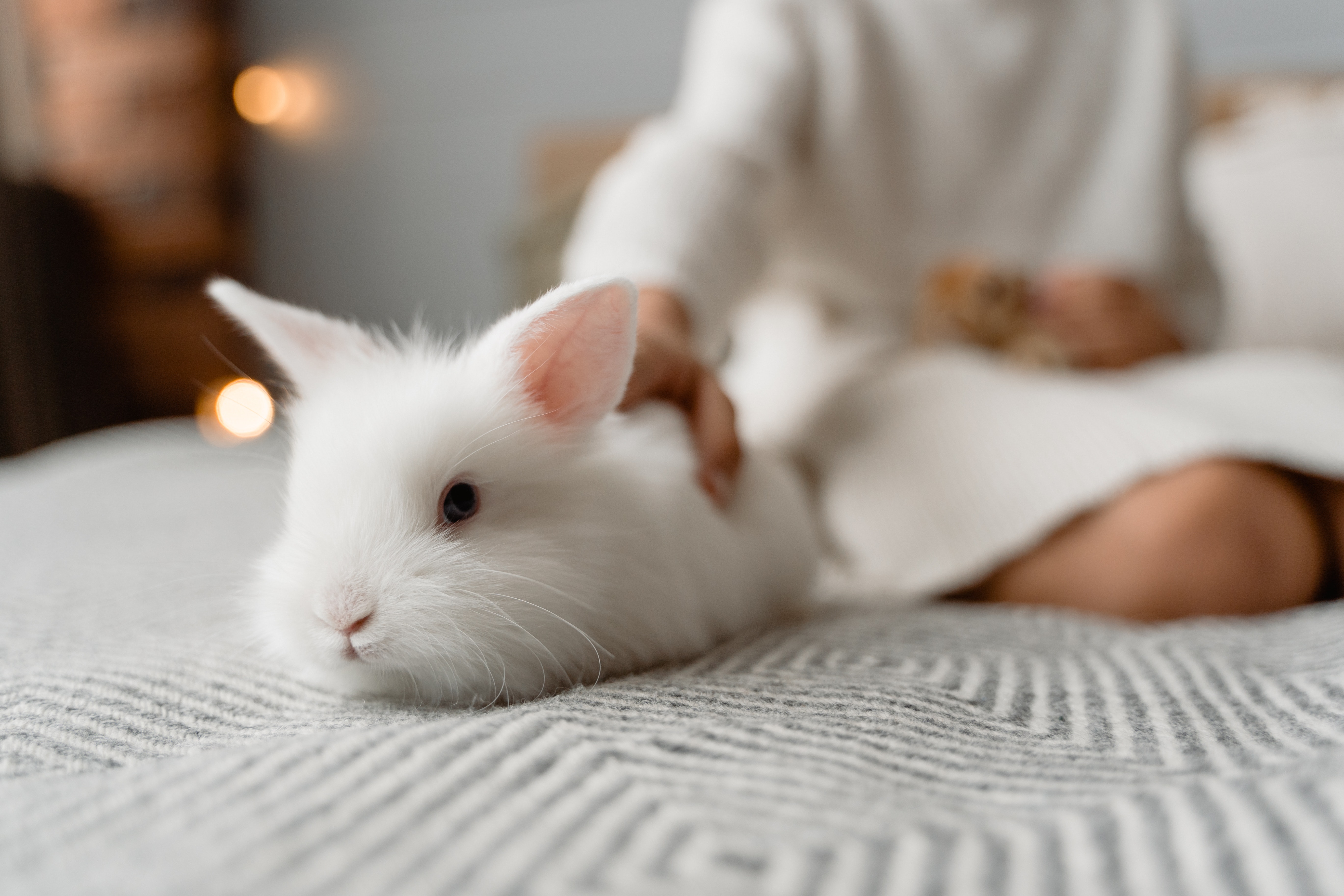 pet rabbit and dogs