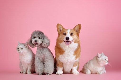 two dogs and two cats two dogs and two cats