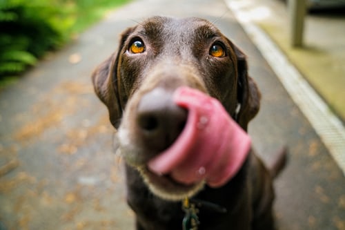 dog with big tongue sticking out of mouth