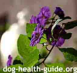 The Berries and Leaves of Nightshade are Toxic For Dogs