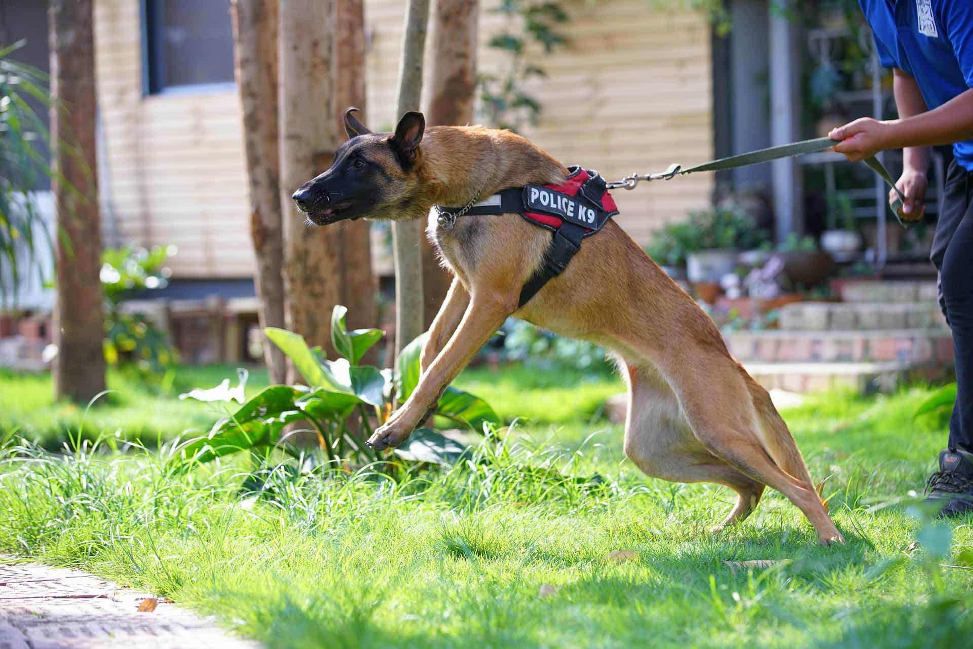 police dog police dog
