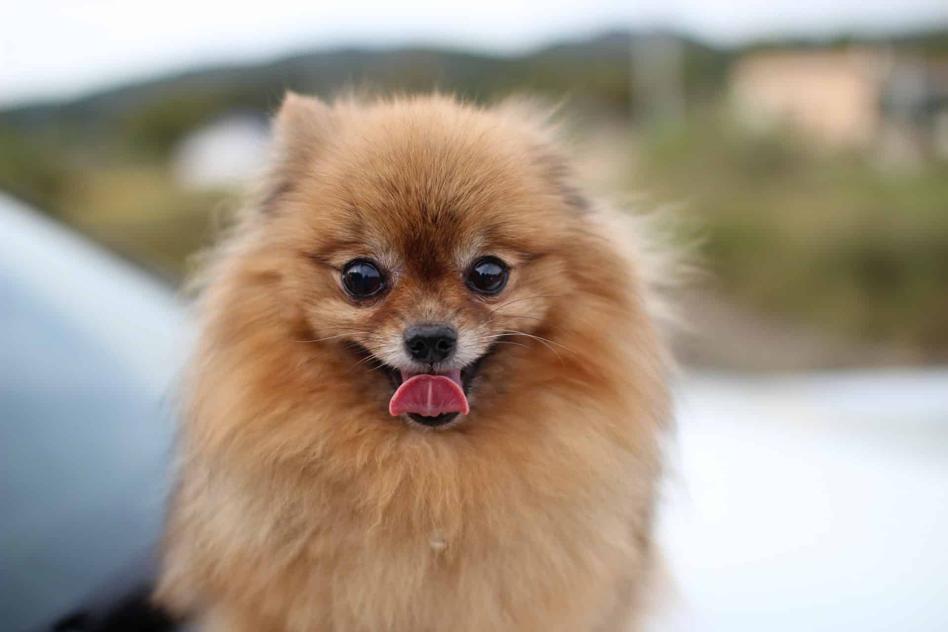 Pomeranian Pomeranian