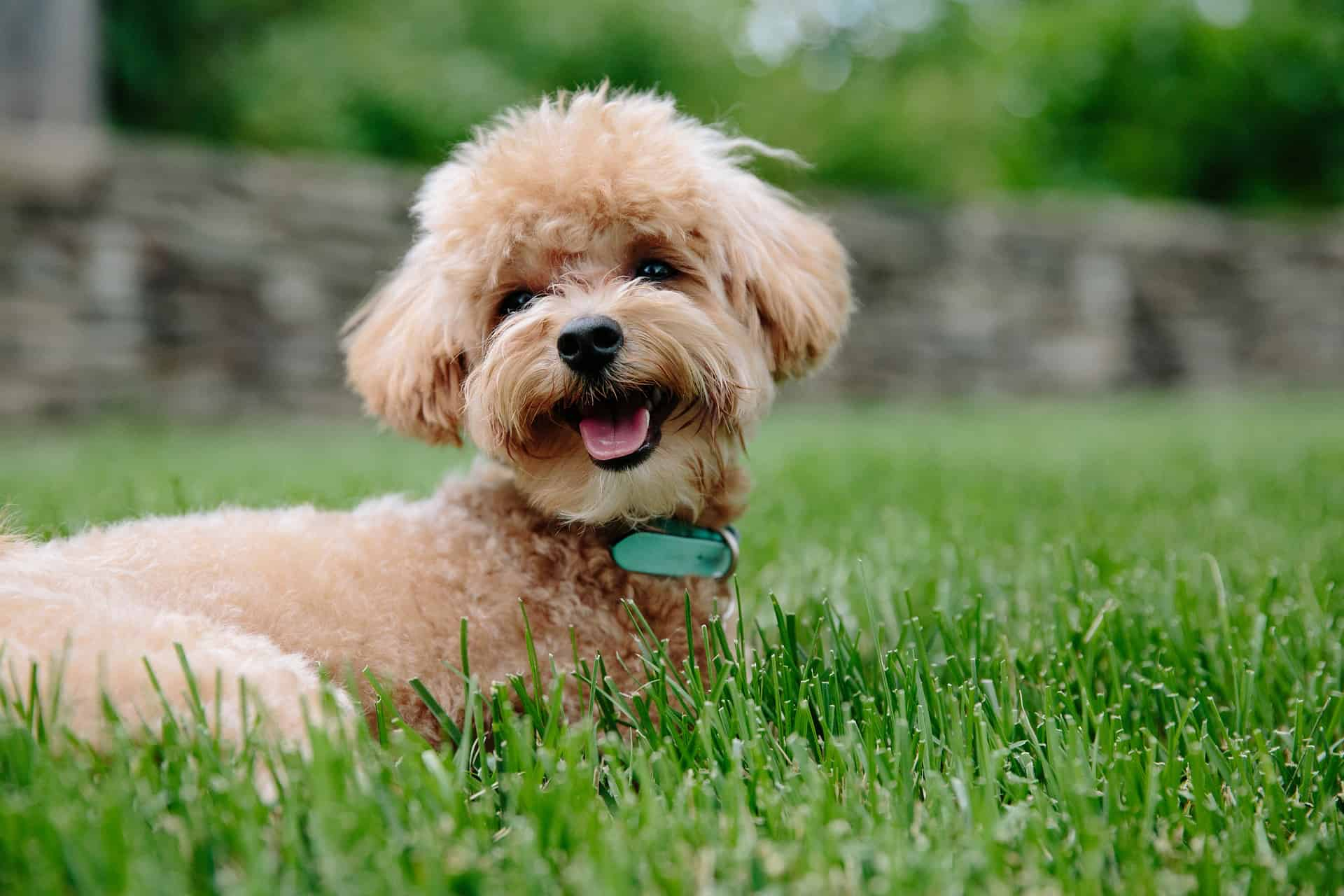 poodle puppy