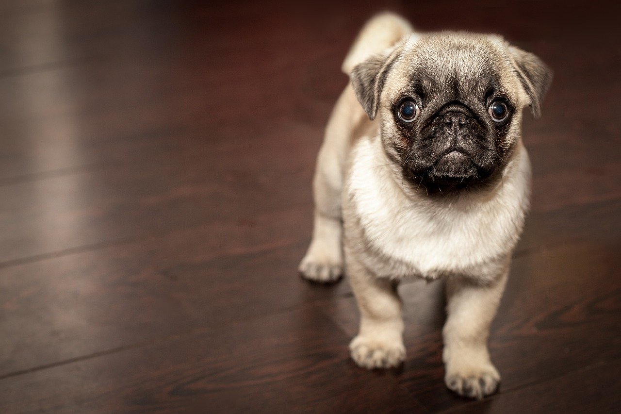 pug puppy pug puppy