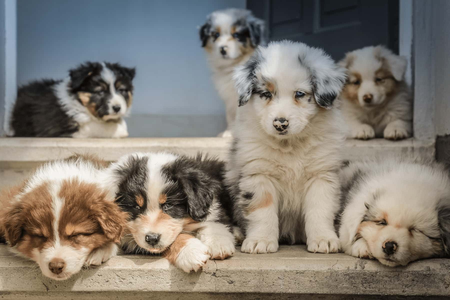 puppies from breeder