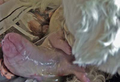 Puppy Birth - Dog Pregnancy Example Puppy Birth - Dog Pregnancy Example