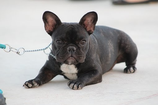 english bulldog puppy