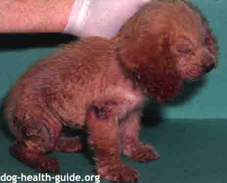 Puppy With Scabies