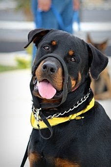 puppy with training collar