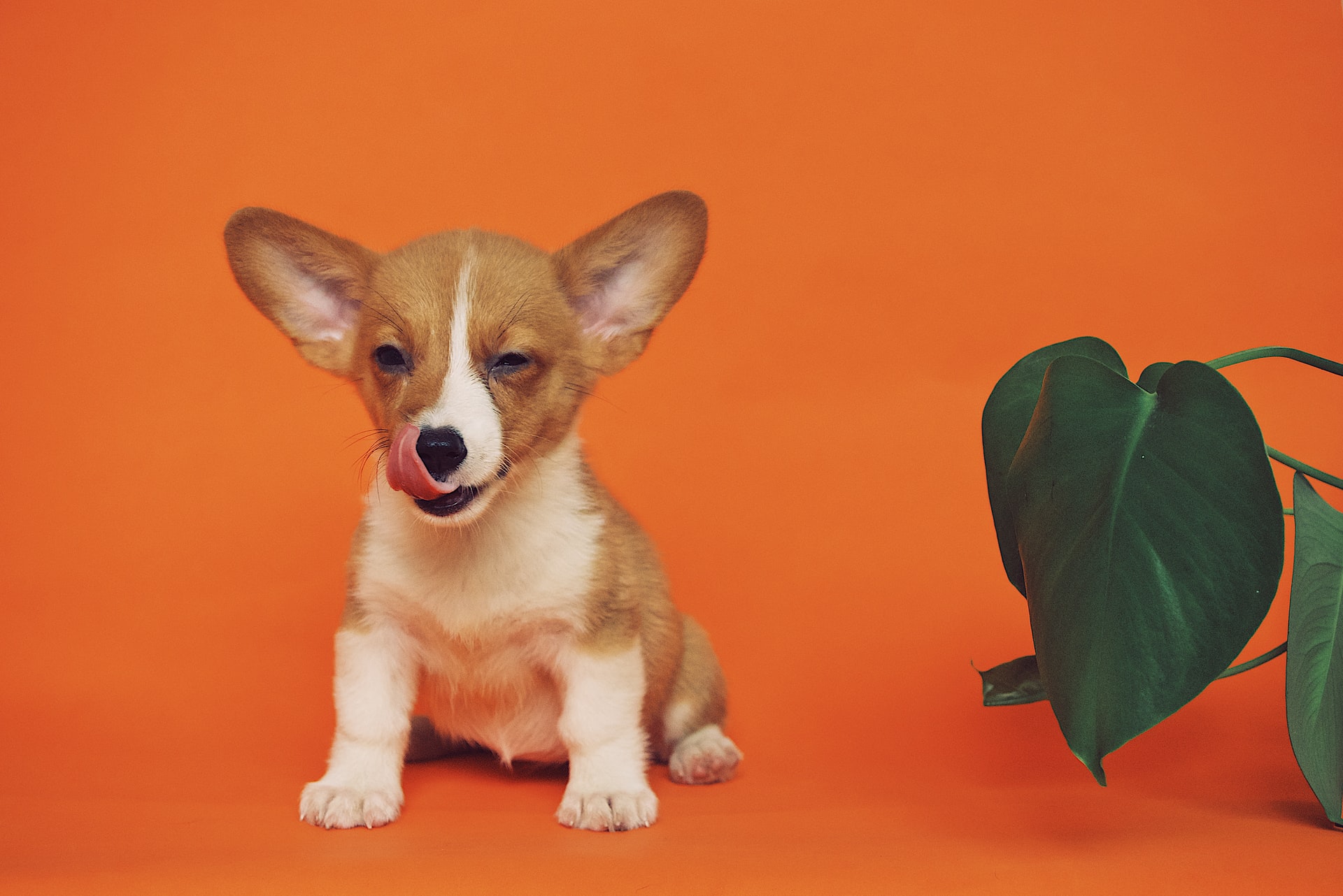 super cute puppy super cute puppy