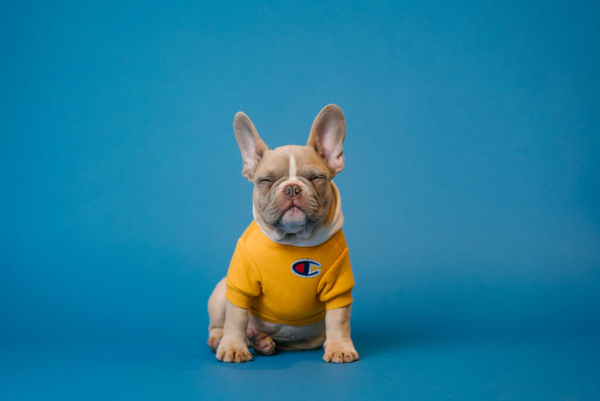 purebred dog wearing shirt