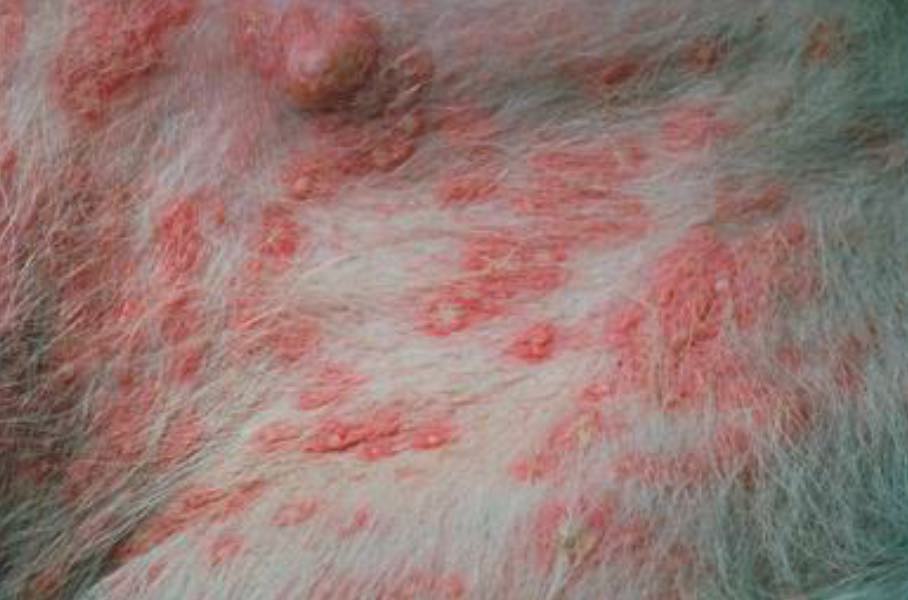 Pyoderma In Dogs And Pups Explained Pictures Care And Treatment