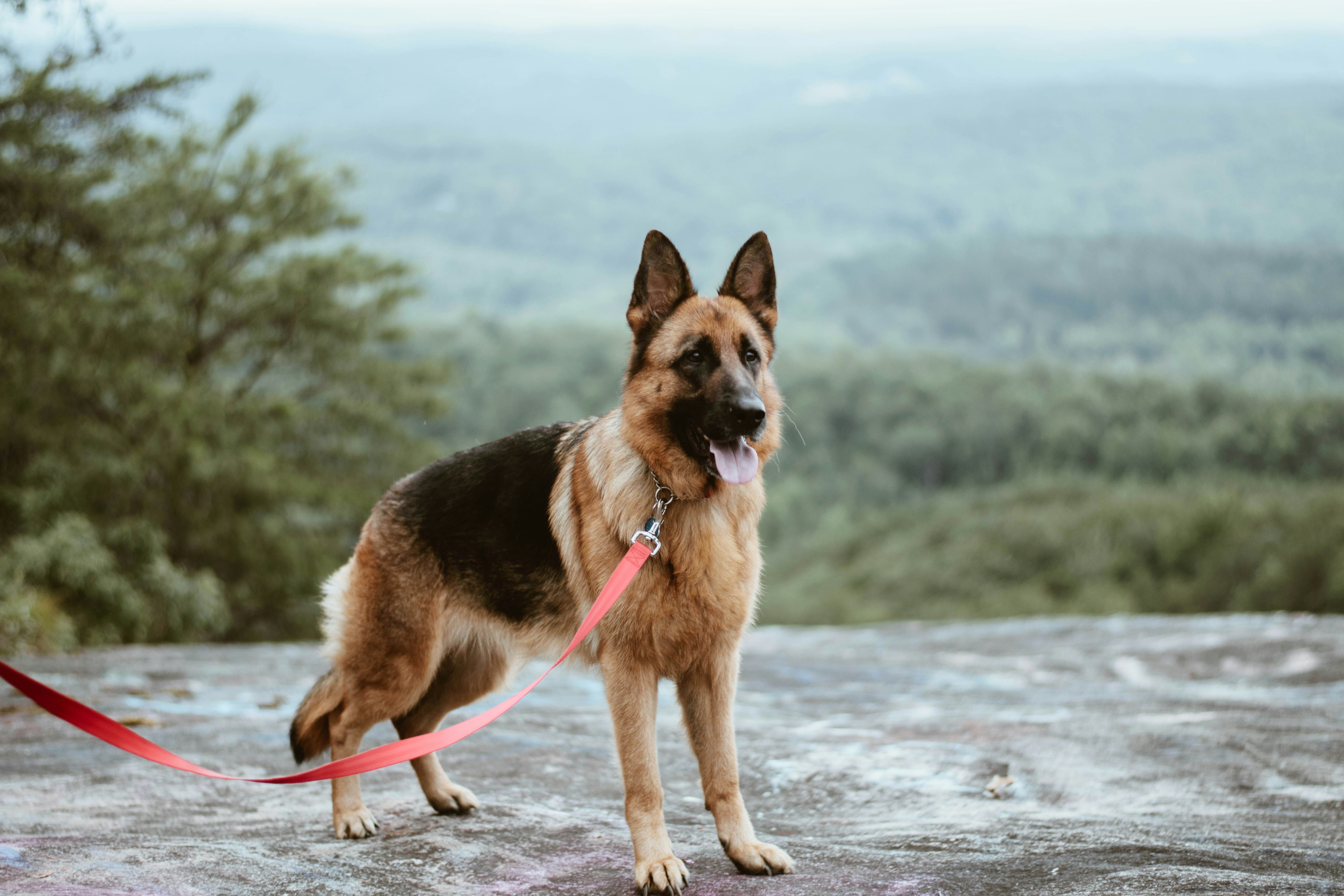 reactive german shepherd