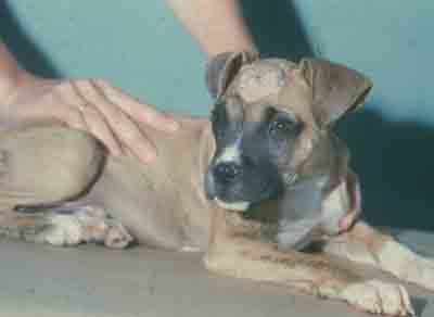 Ringworm in Dogs - Example 4 Ringworm in Dogs - Example 4