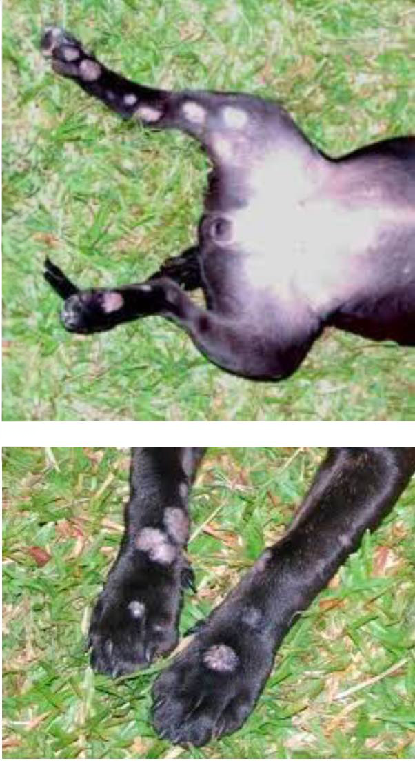 Ringworm in Dogs Pictures and Treatment Options Dog Health Guide
