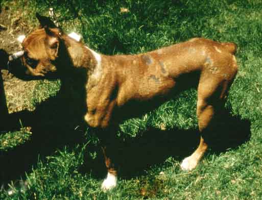 Ringworm on dogs belly Ringworm on dogs belly