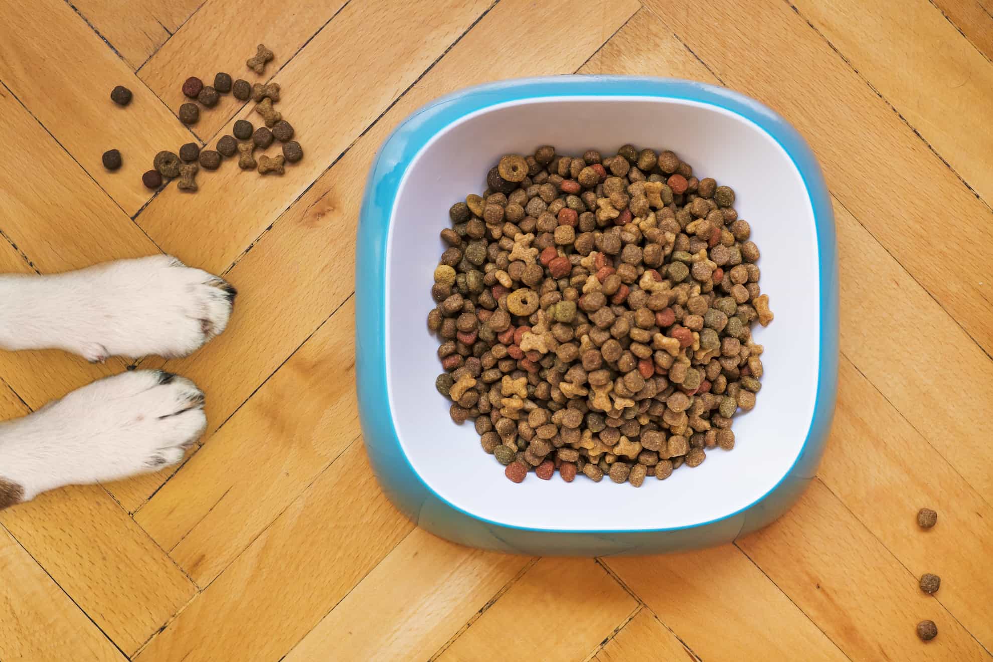 dog paws and bowl of dog kibble