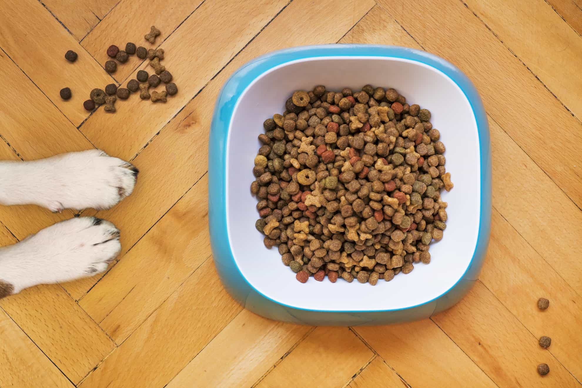 dog paws and bowl of dog kibble dog paws and bowl of dog kibble
