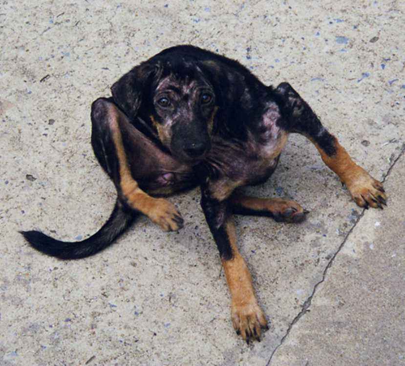 Canine Mange Picture - Sarcoptic Canine Mange Picture - Sarcoptic