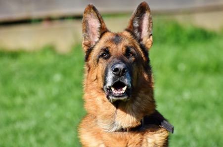 german shepherd service dog