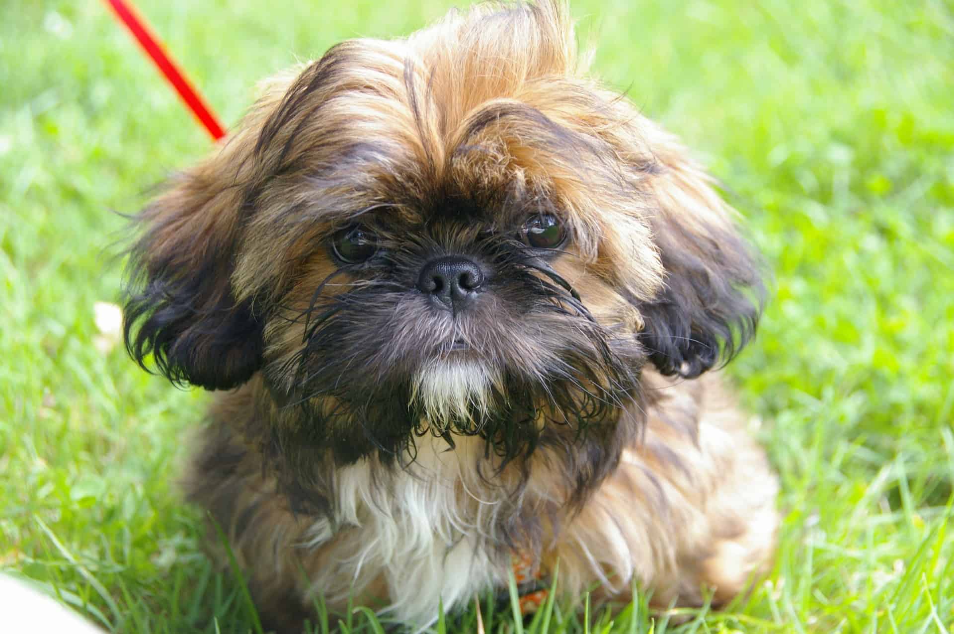 shih tzu shih tzu