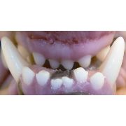 Short Muzzle Anterior canine teeth