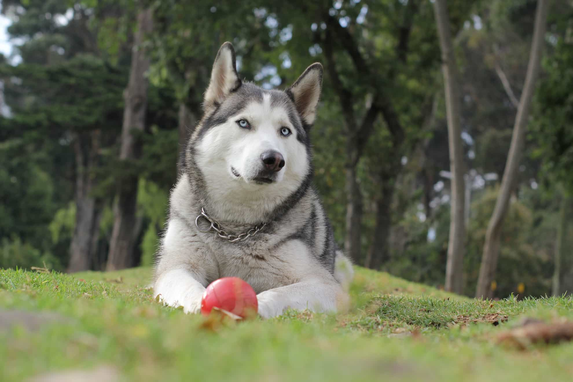 siberian husky with gifts