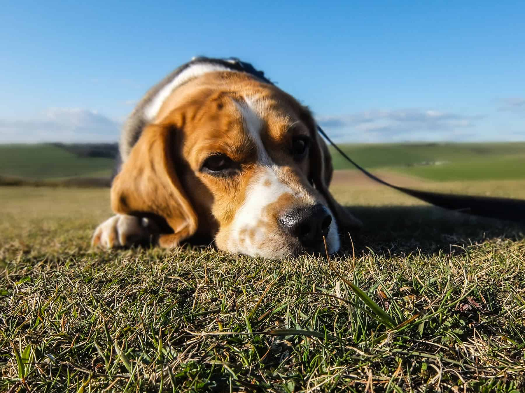 sick dog on grass