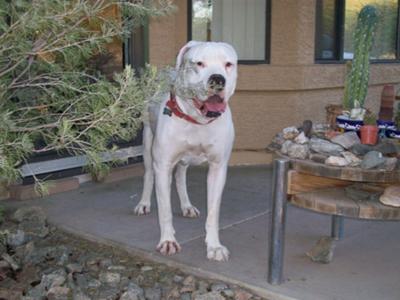 Picture American BullDog