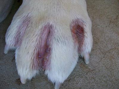 Picture Dog Fungal Infection Between Toes