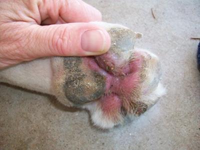 Picture Dog Toe Fungus