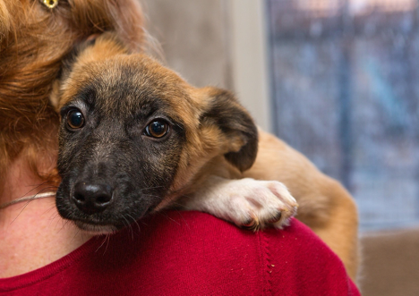 puppy on womans shoulder puppy on womans shoulder