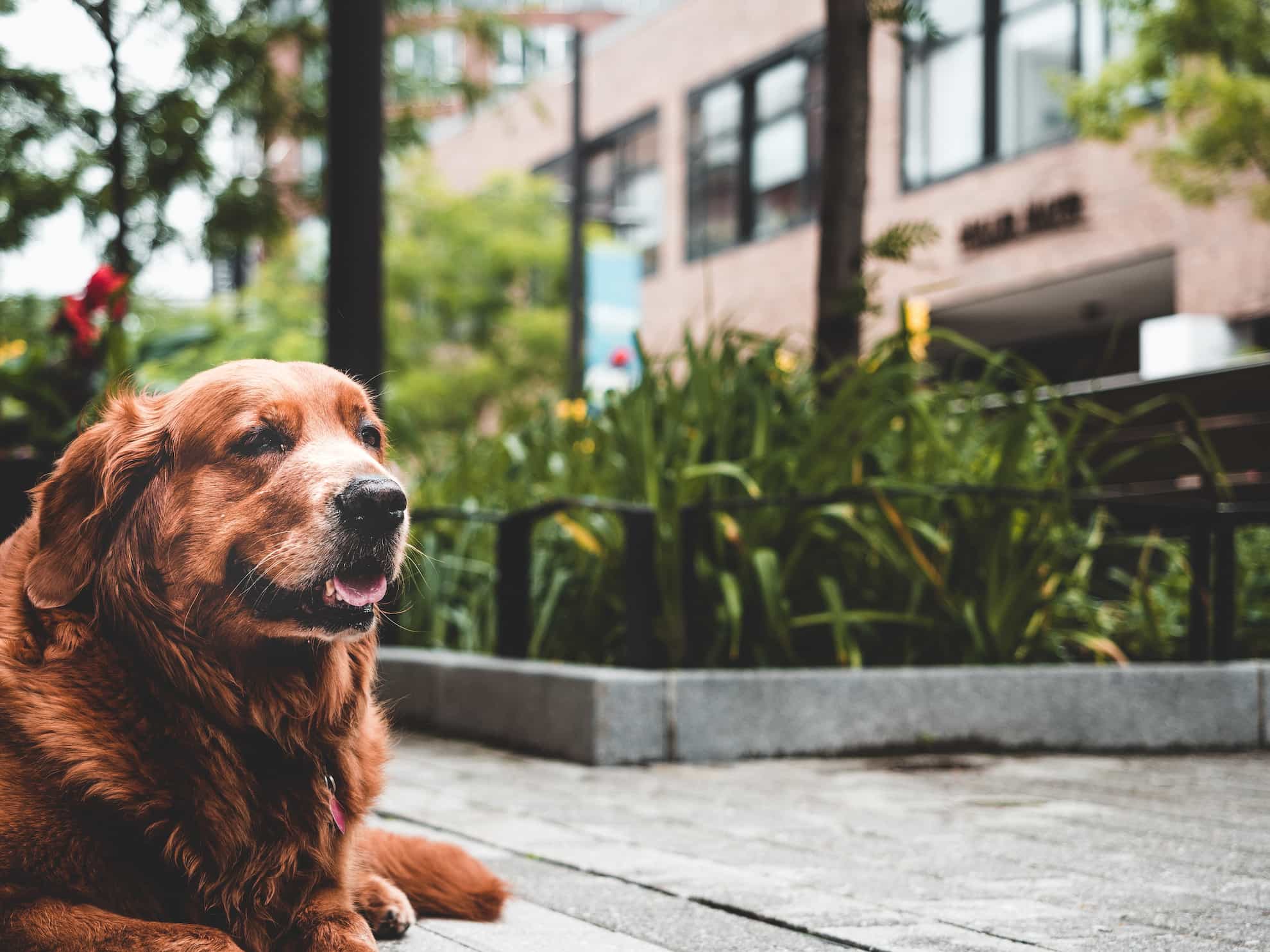 special needs dog special needs dog