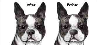 surgery for brachycephalic dogs