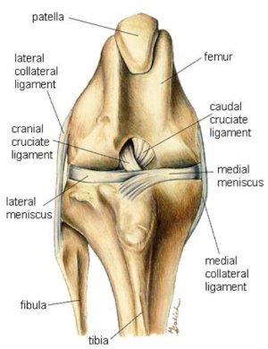 Canine Anatomy: Knee Joint Canine Anatomy: Knee Joint