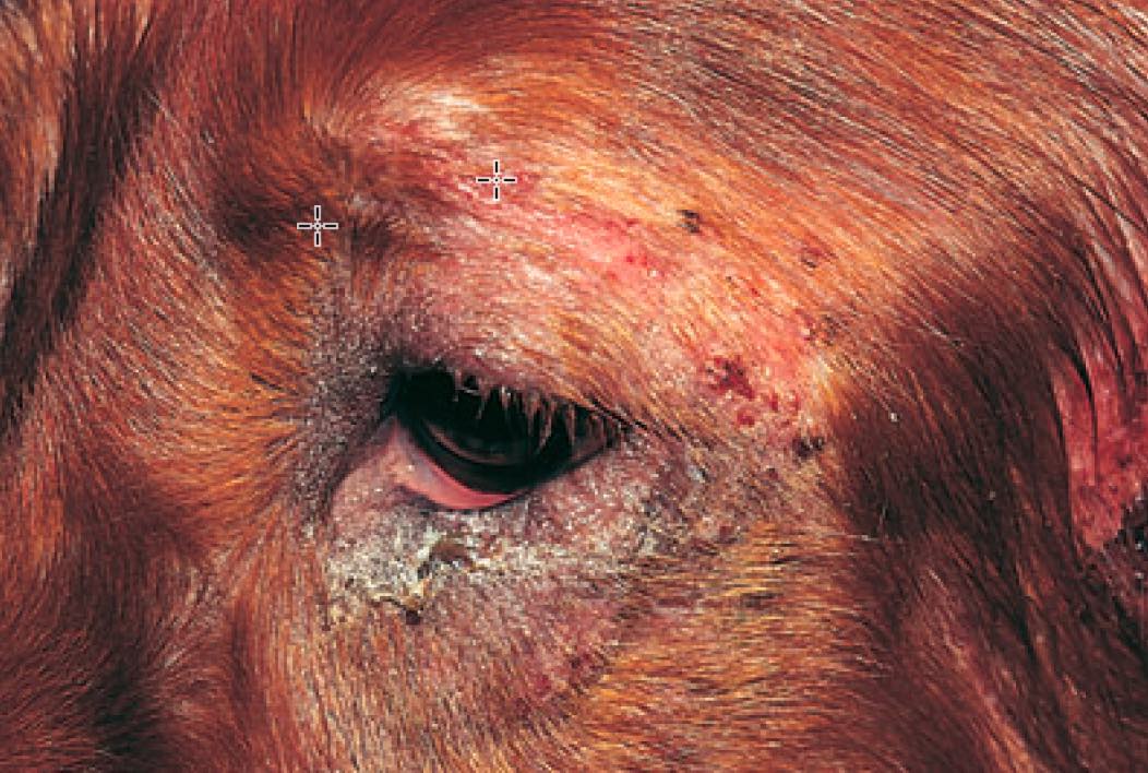 superficial dog pyoderma around eye