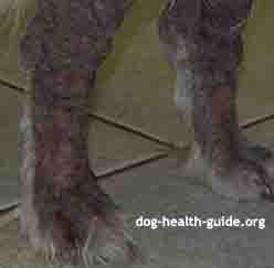 Dog Scabies (Sarcoptic Mange) on Dog's Legs
