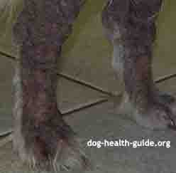 Dog Scabies (Sarcoptic Mange) on Dog's Legs Dog Scabies (Sarcoptic Mange) on Dog's Legs