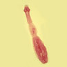 Magnified View of Tapeworm Magnified View of Tapeworm