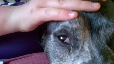 what causes third eyelid in dogs